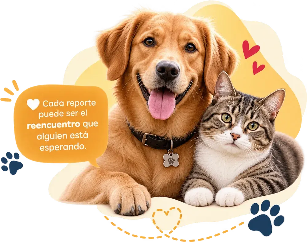 Perro y gato reencontrados con sus familias gracias a HuellasUnidas